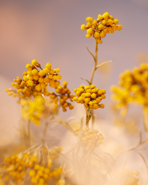 Immortelle Precious Eye Contour